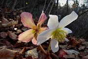 22 Ellebori bianco e rosa 